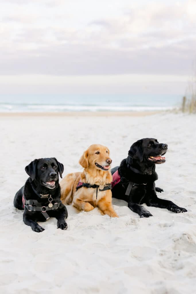 three assistance dogs in service vests laying on beach