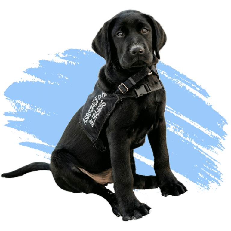 Assistance Dog Placement Program paws4people® Assistance Dog