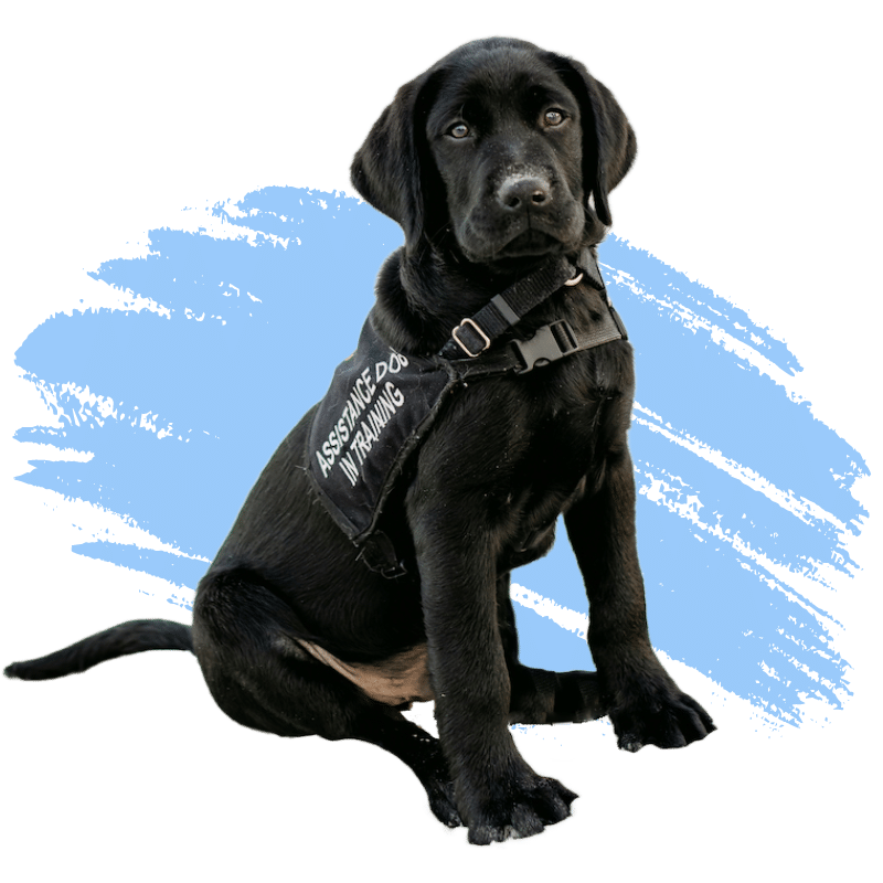 black lab puppy with a vest showing text "assistance dog in training"