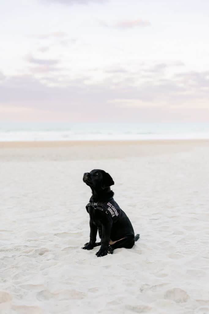 black lab puppy in assistance dog in training vest sitting on beach looking up