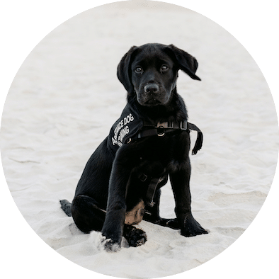 black lab puppy in training vest on beach