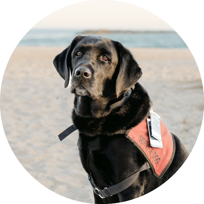 Black lab in service dog vest sitting on beach