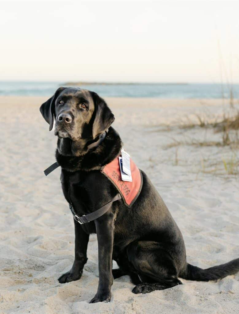 black lab service dog in vest sitting on beach