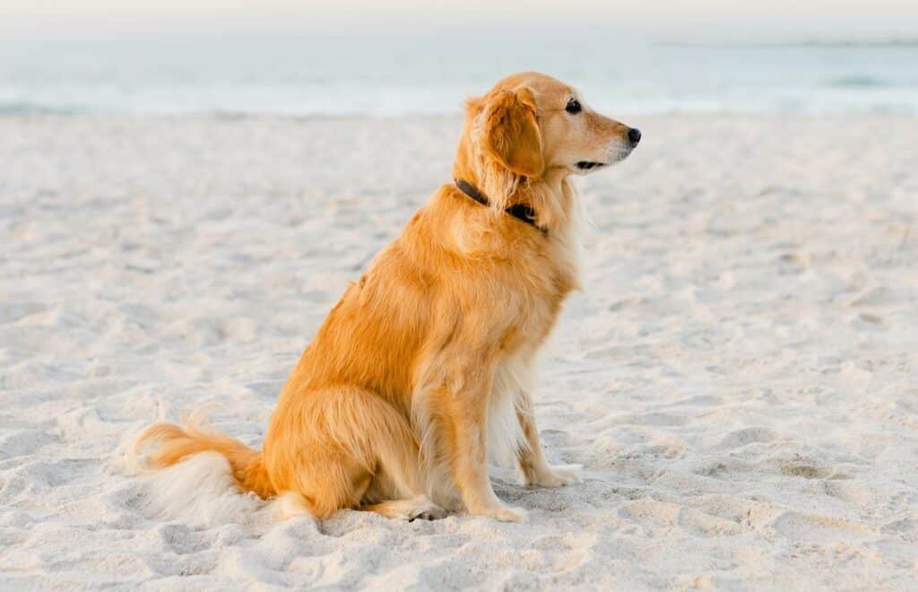 golden retriever dog sitting on beach looking right