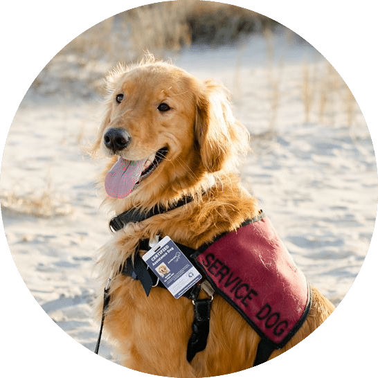 golden lab in assistance dog vest sitting on beach