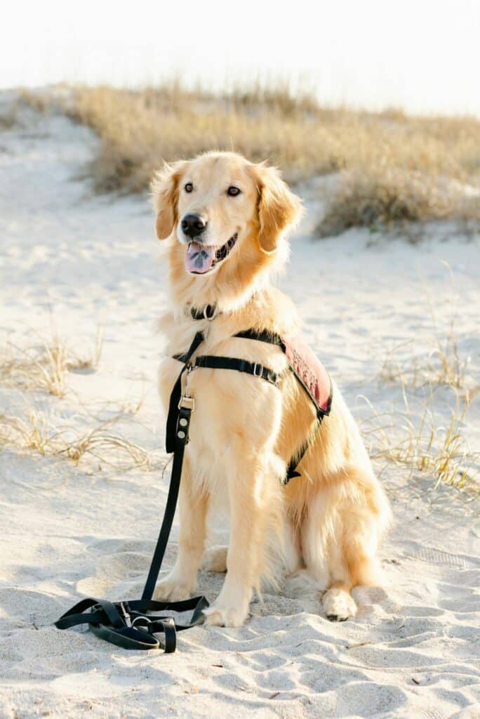 golden retriever service dog in vest sitting on beach