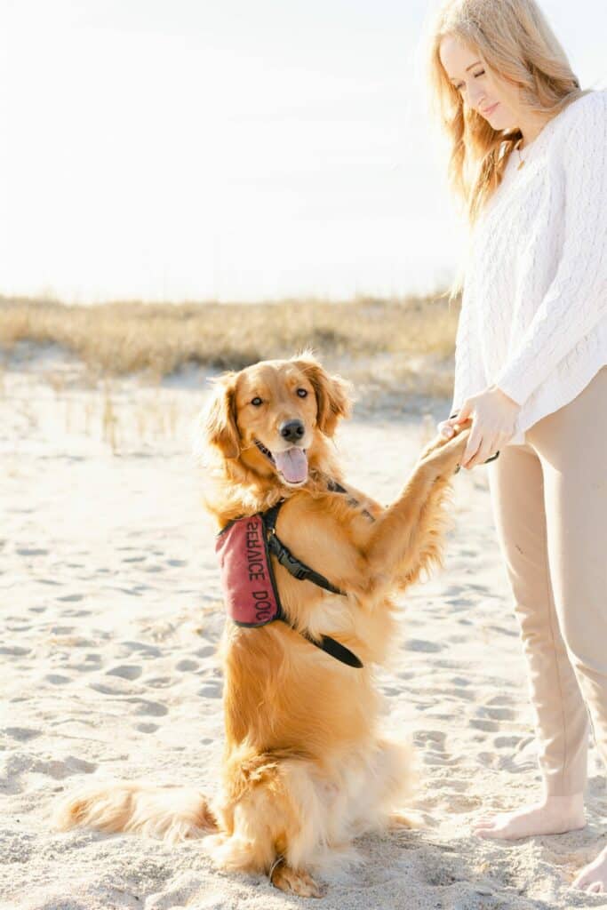golden retriever facility dog in training vest with front paws held by smiling woman