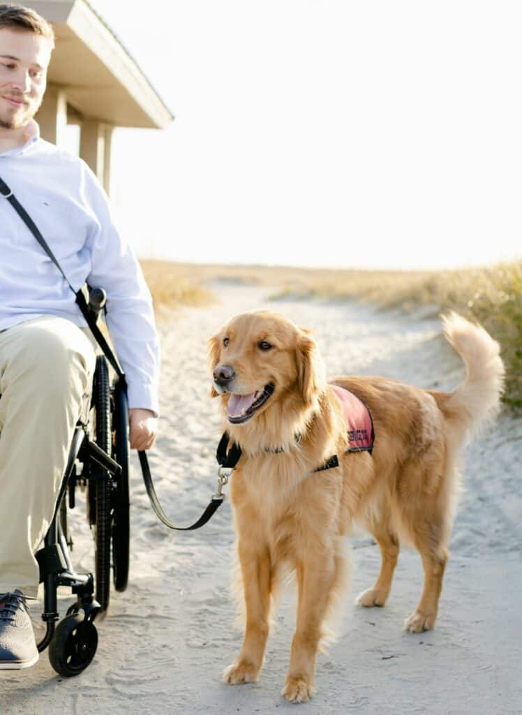 golden retriever service dog in vest standing next to handler in wheelchair