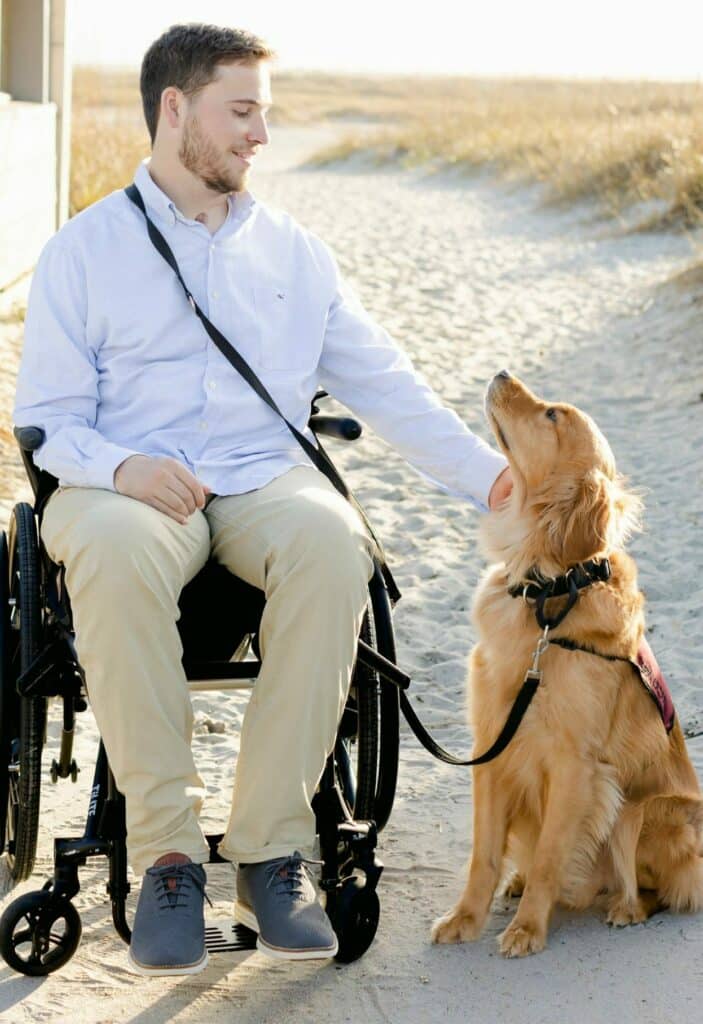 golden retriever service dog in vest sitting looking at handler in wheelchair