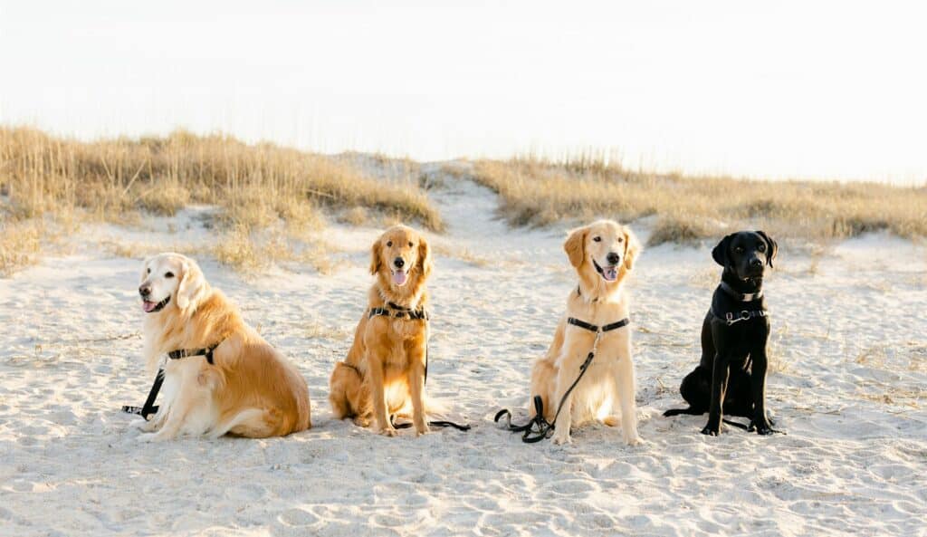 group of four service dogs sitting in line on beach