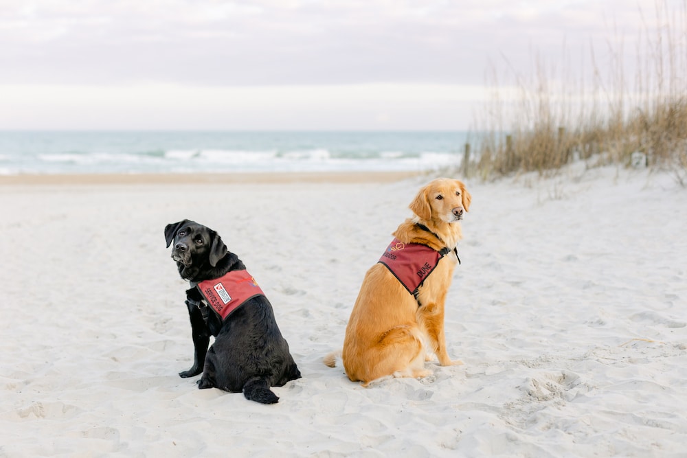 two assistance dogs in service vests sitting on beach