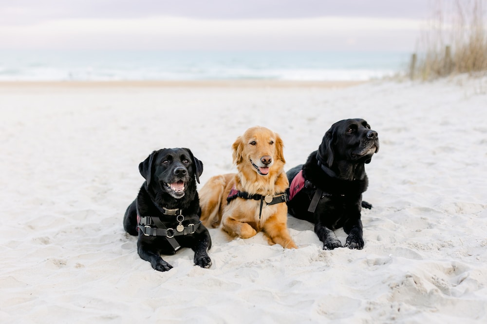 three assistance dogs in service vests laying on beach