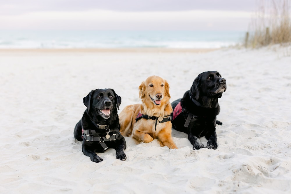 Career change dog store adoption