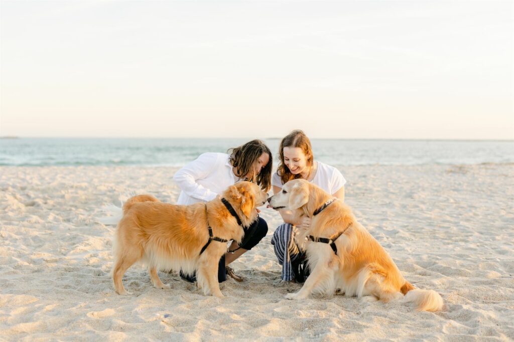 two golden retriever assistance dogs touching noses on the beach with two handlers
