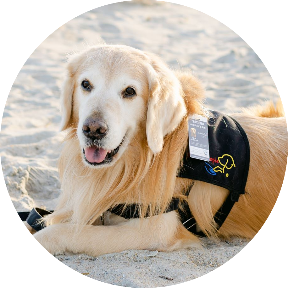 yellow lab in paws4people assistance dog vest laying on beach