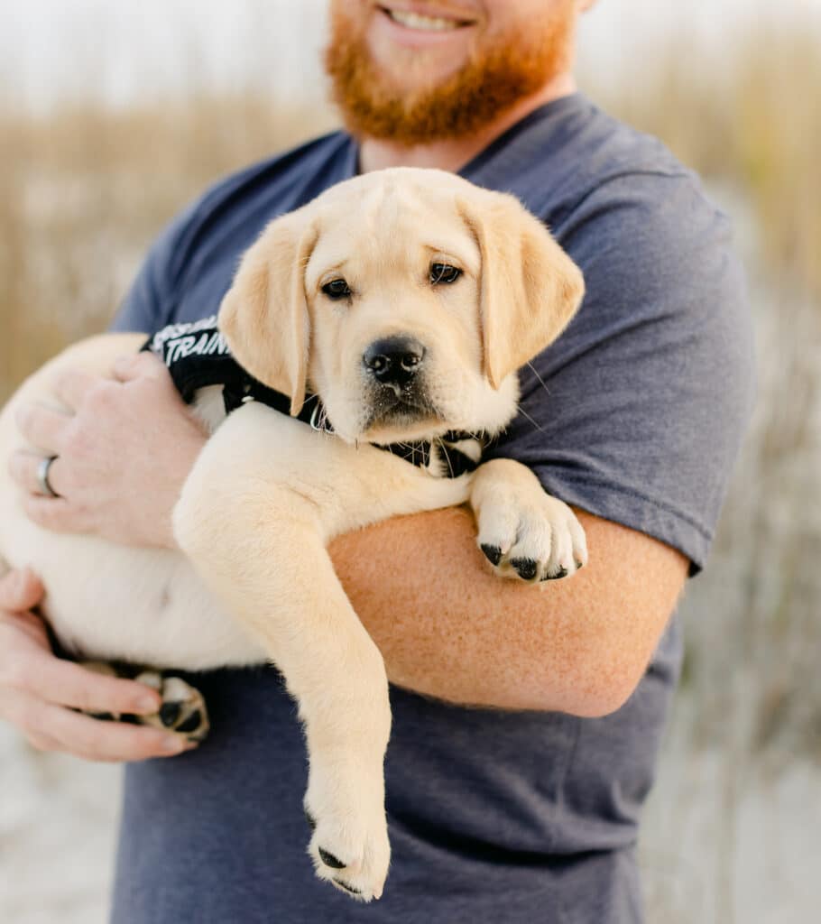 yellow lab puppy in service dog training vest being held by staff member