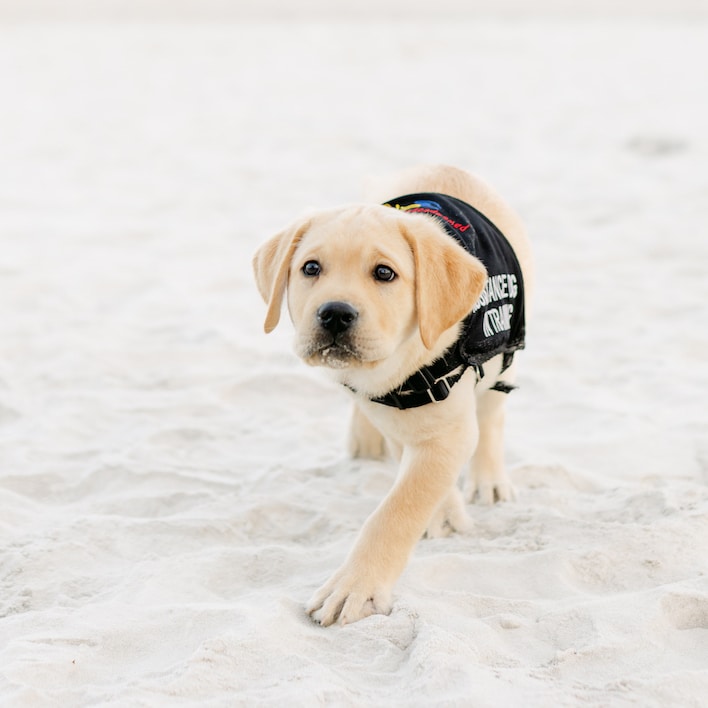 yellow lab puppy in assistance dog training vest on beach