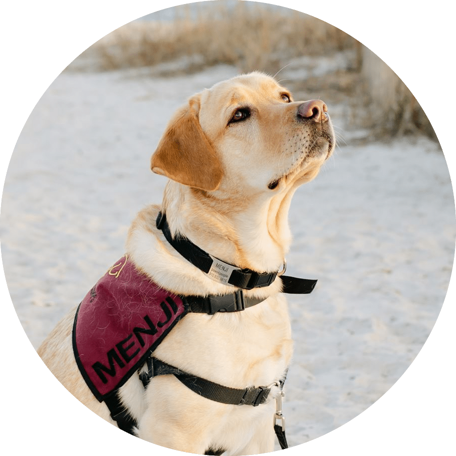 golden lab in assistance dog vest sitting on beach looking up
