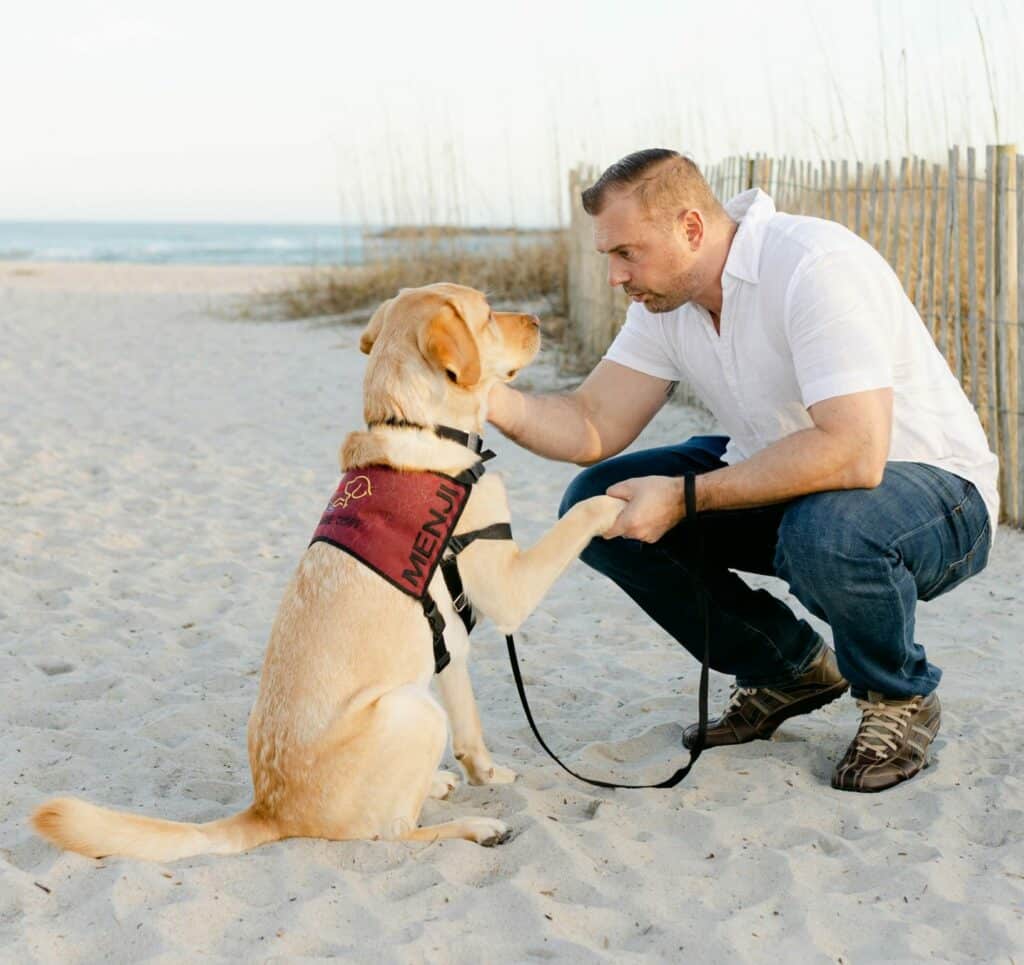 yellow lab assistance dog in service vest sitting on beach shaking paw with handler