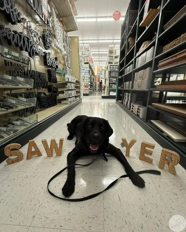 Career Change Dogs for Adoption near Me: Find Your Perfect Companion