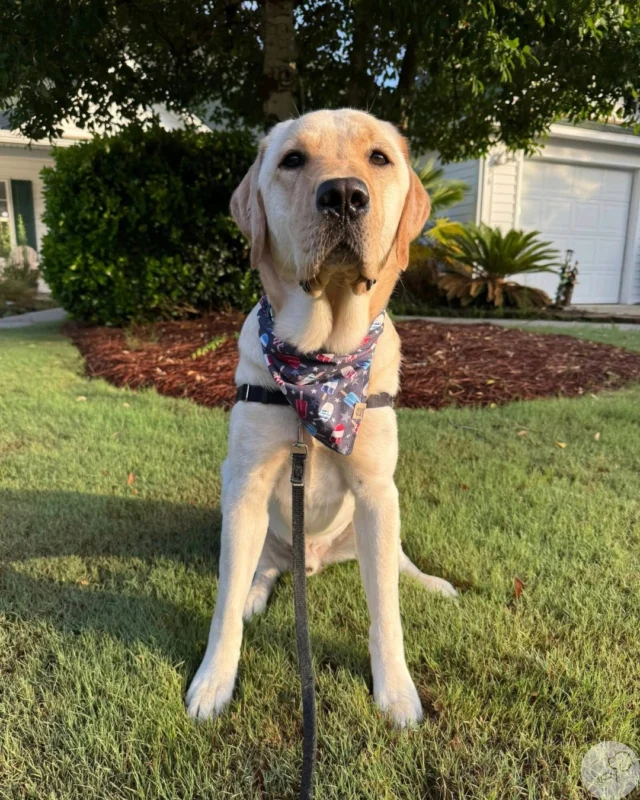 Career Change Dogs for Adoption near Me: Find Your Perfect Companion